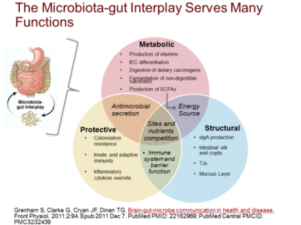 microbiota-gut-interplay